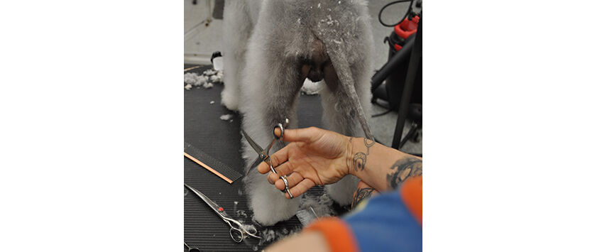 How to Groom a Bedlington Terrier